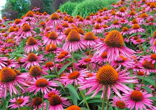 THE WORLD’S MOST HEALING PLANT, ECHINACEA